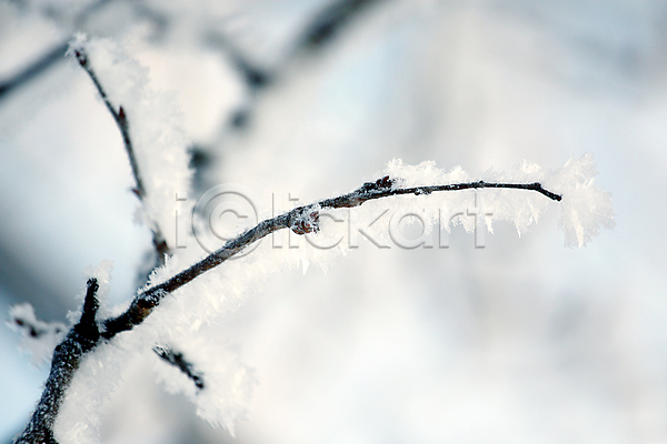 사람없음 JPG 근접촬영 아웃포커스 포토 해외이미지 겨울 겨울풍경 나뭇가지 상고대 야외 주간 풍경(경치) 해외202004