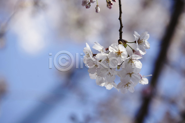 사람없음 JPG 포토 나뭇가지 벚꽃 식물 야외 여러송이 주간 흰색