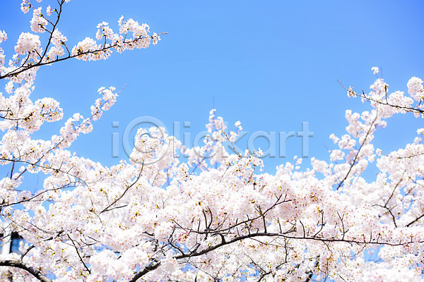 사람없음 JPG 포토 벚꽃 벚나무 야외 일본 자연 주간 풍경(경치)
