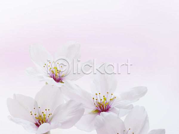 사람없음 JPG 포토 꽃 벚꽃 식물 여러송이 흰색