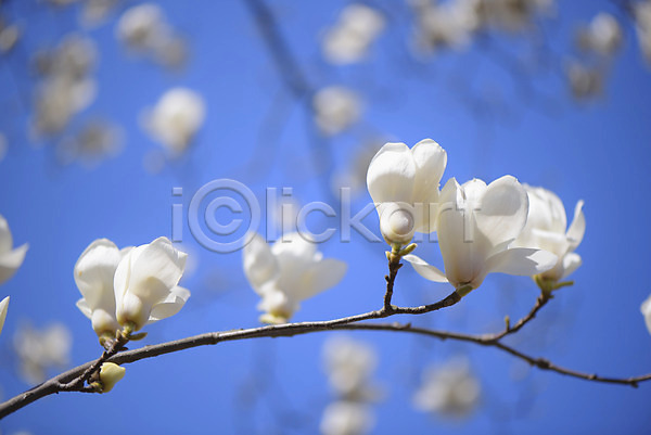 사람없음 JPG 포토 꽃 목련 식물 여러송이 흰색