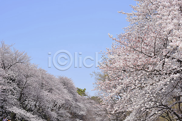 사람없음 JPG 포토 공원 벚꽃 벚나무 식물 야외 일본 주간 풍경(경치) 하늘