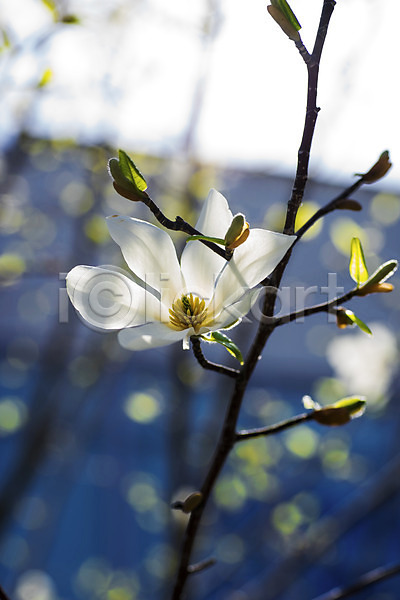 사람없음 JPG 포토 꽃 나뭇가지 목련 식물 야외 주간 한송이 흰색