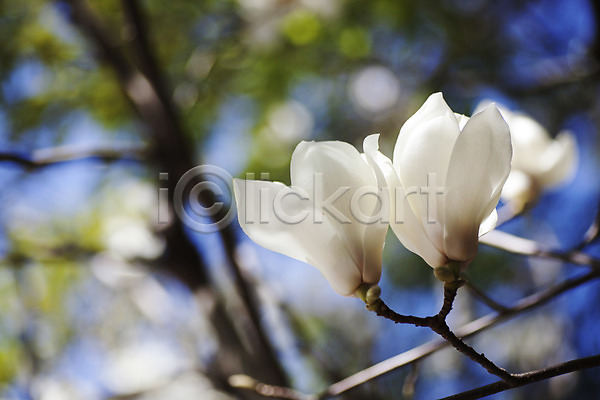 사람없음 JPG 아웃포커스 포토 꽃 두송이 목련 식물 야외 주간 흰색