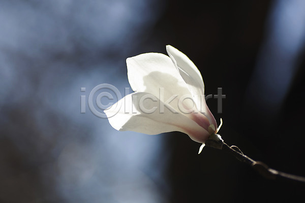 사람없음 JPG 아웃포커스 포토 꽃 나뭇가지 목련 식물 한송이 흰색