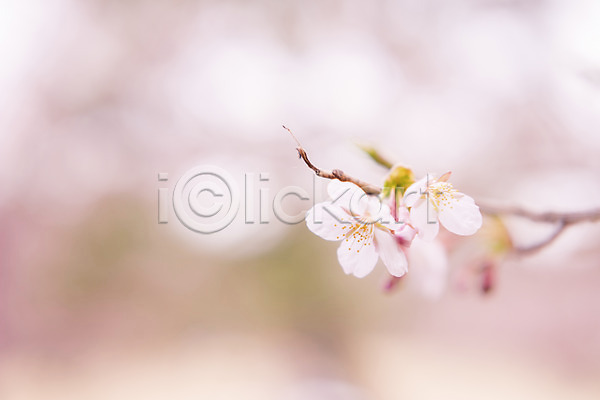 사람없음 JPG 아웃포커스 포토 꽃 나뭇가지 두송이 벚꽃 분홍색 식물
