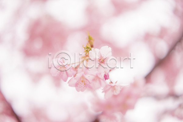 사람없음 JPG 아웃포커스 포토 꽃 벚꽃 분홍색 식물 여러송이