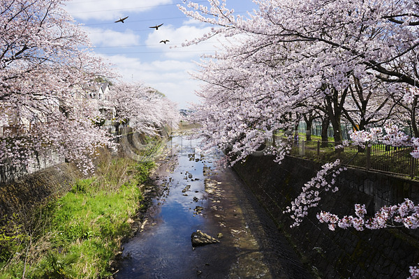 사람없음 JPG 포토 강 건물 난간 벚꽃 벚나무 야외 일본 주간 풍경(경치)