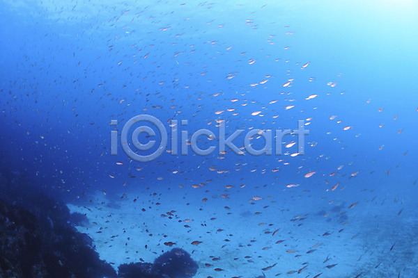사람없음 JPG 포토 동물 바다 바닷속 수중 수중동물 수중사진 어류 여러마리 일본 풍경(경치)