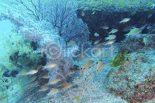 사람없음 JPG 포토 동물 바다 바닷속 수중 수중동물 수중사진 어류 여러마리 일본 풍경(경치) 해조류