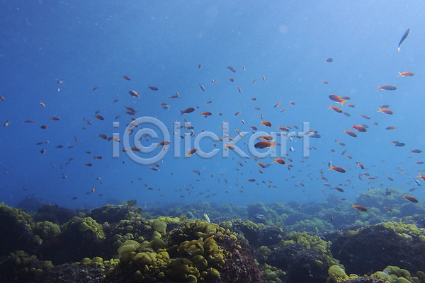 사람없음 JPG 포토 동물 바다 바닷속 수중 수중동물 수중사진 어류 여러마리 일본 풍경(경치)
