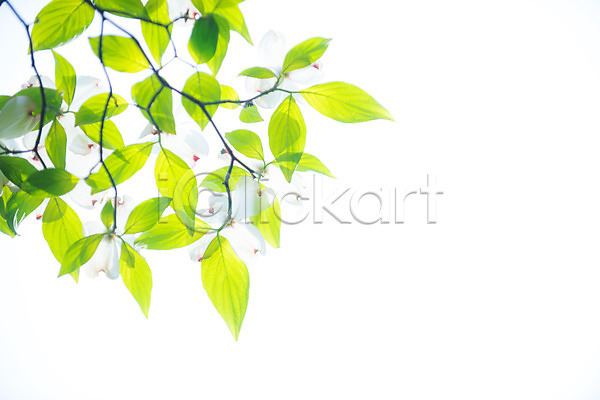 사람없음 JPG 포토 꽃 나뭇가지 나뭇잎 식물 야외 여러송이 주간 흰색