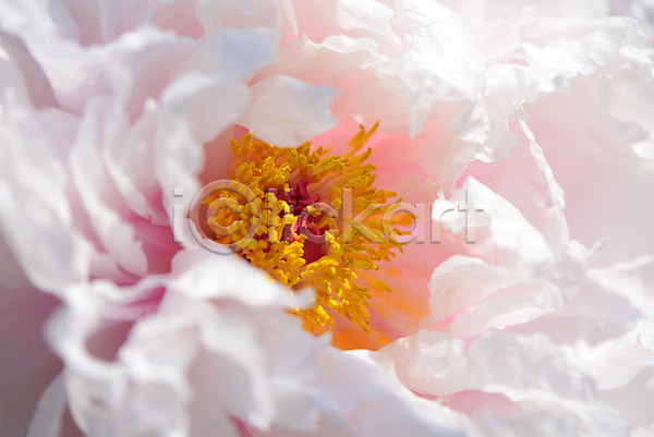 사람없음 JPG 근접촬영 포토 꽃 꽃술(꽃) 모란 식물 한송이 흰색