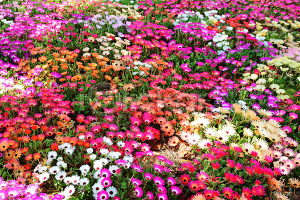 사람없음 JPG 포토 꽃밭 봄 야외 여러송이 일본 자연 주간 채송화 풍경(경치)