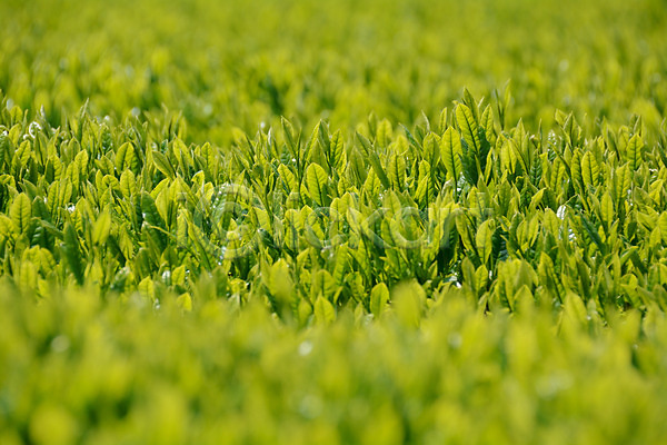 사람없음 JPG 포토 녹차밭 녹차잎 농사 농업 바탕화면 백그라운드 식물 야외 일본 주간