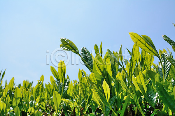 사람없음 JPG 포토 녹차밭 녹차잎 농사 농업 바탕화면 백그라운드 식물 야외 일본 주간 풍경(경치)