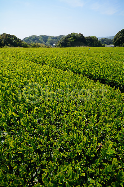 사람없음 JPG 포토 녹차밭 녹차잎 농사 농업 야외 일본 주간 풍경(경치)