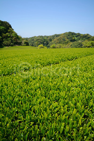 사람없음 JPG 포토 녹차밭 녹차잎 농사 농업 야외 일본 주간 풍경(경치)