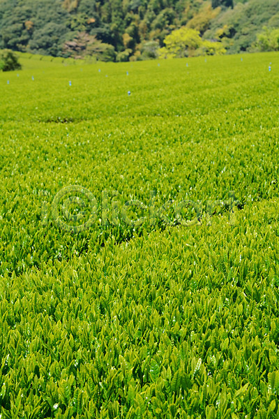 사람없음 JPG 포토 녹차밭 녹차잎 농사 농업 식물 야외 일본 주간 풍경(경치)