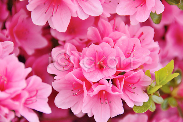 사람없음 JPG 포토 꽃 분홍색 식물 여러송이 철쭉