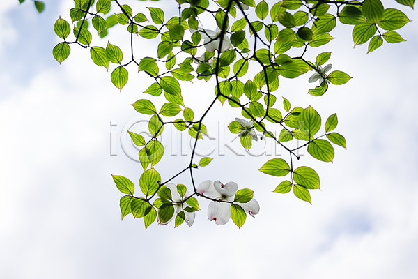 사람없음 JPG 포토 꽃 나뭇가지 나뭇잎 산수유 산수유나무 식물 야외 잎 주간 하늘