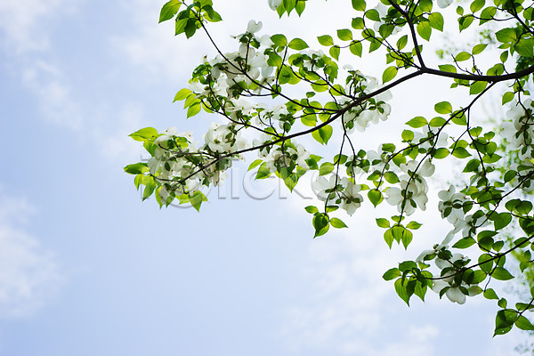 사람없음 JPG 포토 꽃 나뭇가지 나뭇잎 산수유 산수유나무 식물 야외 여러송이 잎 주간 하늘