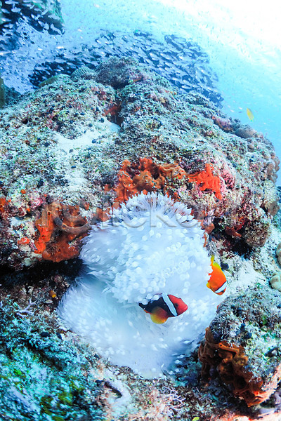 사람없음 JPG 포토 동물 두마리 말미잘 바다 바닷속 수중 수중동물 수중사진 어류 일본 풍경(경치) 해조류 흰동가리