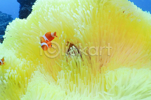 사람없음 JPG 포토 노란색 동물 두마리 말미잘 바다 바닷속 수중 수중동물 수중사진 어류 일본 풍경(경치) 해조류 흰동가리