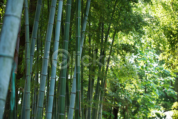 사람없음 JPG 포토 대나무 대나무숲 야외 여러그루 일본 일본전통 주간 풍경(경치)