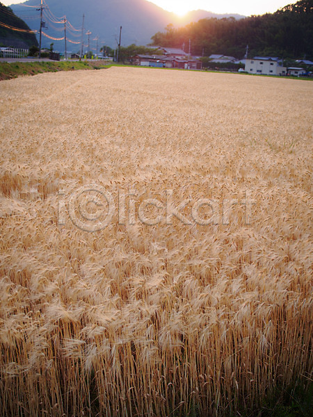 사람없음 JPG 포토 농사 농업 밀 밀밭 밭 보리 보리밭 야외 일본 주간 풍경(경치)