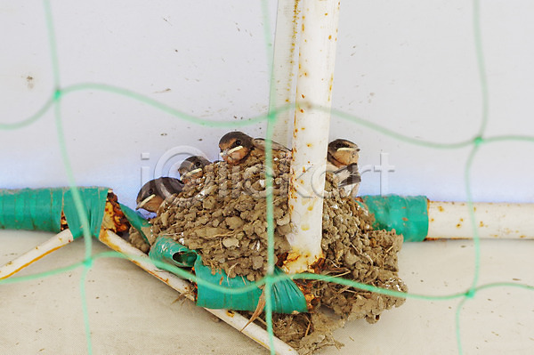 사람없음 JPG 포토 그물 둥지 야외 여러마리 일본 제비 조류 주간 풍경(경치)