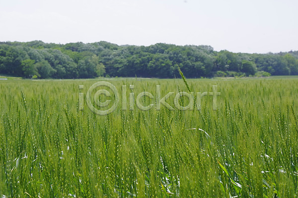 사람없음 JPG 포토 농사 농업 밀 밀밭 보리 보리밭 야외 일본 주간 풍경(경치)