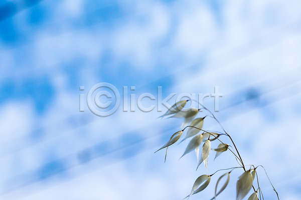 사람없음 JPG 포토 구름(자연) 바람 식물 야외 잎 주간 줄기 하늘