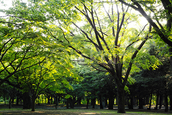 사람없음 JPG 포토 공원 나무 도쿄 숲 야외 자연 주간 풍경(경치)