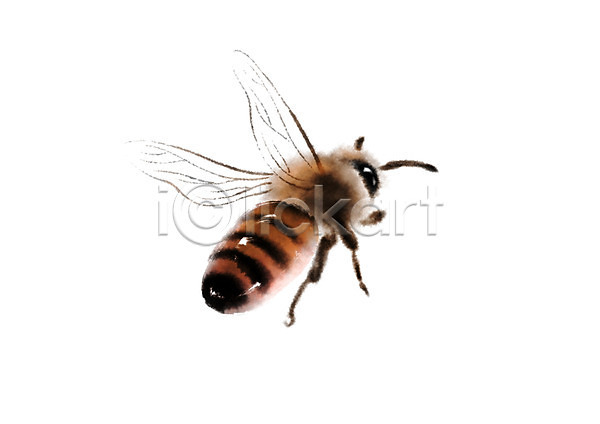 사람없음 PSD 일러스트 곤충 꿀벌 동물 벌(곤충) 캘리그라피 한마리