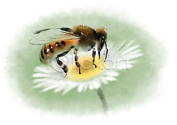 사람없음 PSD 일러스트 곤충 꽃 꿀벌 동물 벌(곤충) 캘리그라피 한마리