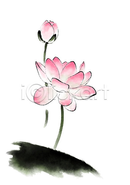 사람없음 PSD 일러스트 꽃 꽃봉오리 두송이 분홍색 식물 연꽃(꽃) 캘리그라피
