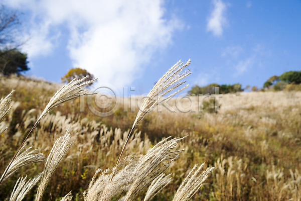 사람없음 JPG 아웃포커스 포토 가을(계절) 가을풍경 구름(자연) 민둥산 백그라운드 산 야외 억새 자연 정선 주간 풍경(경치) 하늘