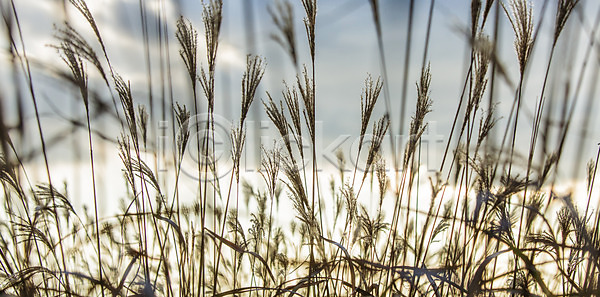 사람없음 JPG 포토 가을 가을풍경 국내포토 민둥산 백그라운드 산 야외 억새 자연 정선 주간 풍경