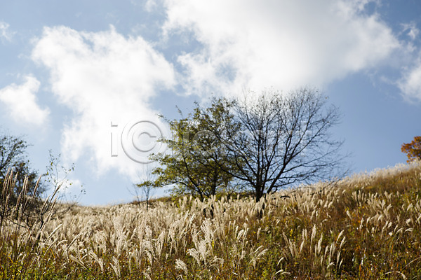 사람없음 JPG 포토 가을(계절) 가을풍경 나무 민둥산 백그라운드 산 야외 억새 자연 정선 주간 풍경(경치)