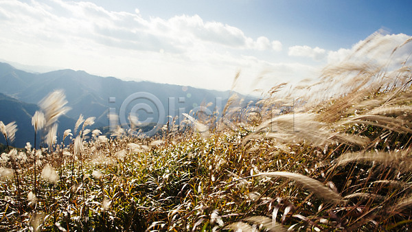 사람없음 JPG 포토 가을(계절) 가을풍경 민둥산 백그라운드 산 야외 억새 자연 정선 주간 풍경(경치)