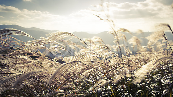 사람없음 JPG 포토 가을(계절) 가을풍경 민둥산 백그라운드 산 야외 억새 자연 정선 주간 풍경(경치)