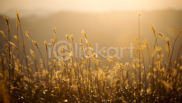 사람없음 JPG 포토 가을(계절) 가을풍경 노을 민둥산 백그라운드 산 야외 억새 자연 정선 주간 풍경(경치)