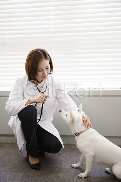 도움 동물보호 보호 사랑 30대 성인 성인여자한명만 여자 여자만 한국인 한명 JPG 앞모습 포토 강아지 동물병원 반려 수의사 스튜디오촬영 스피츠 실내 앉기 우먼라이프 의사가운 전신 진료 펫팸족 한마리