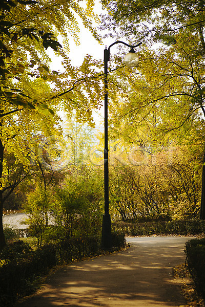 사람없음 JPG 포토 가로등 가을(계절) 거리 공원 나무 남산공원 단풍 산책로 서울 야외 주간 풍경(경치)