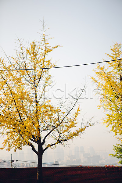 사람없음 JPG 포토 가을(계절) 거리 나무 남산공원 단풍 담장 서울 야외 은행나무 주간 풍경(경치)