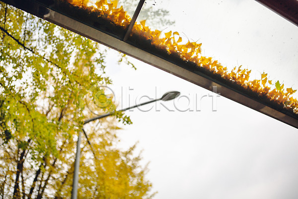 사람없음 JPG 포토 가로등 가을(계절) 나무 단풍 서울 야외 은행잎 주간 창문 풍경(경치)