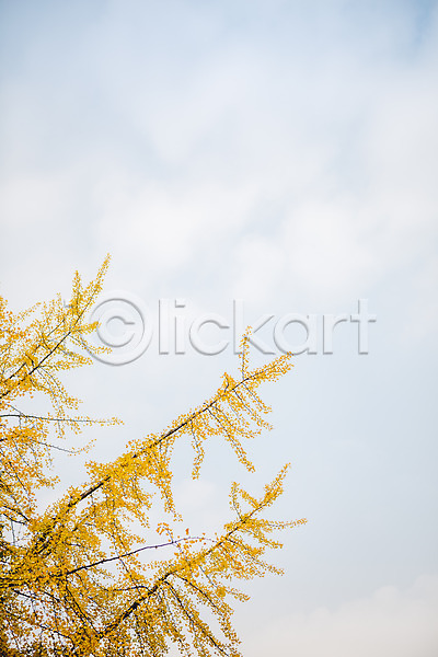 사람없음 JPG 포토 가을(계절) 나무 단풍 서울 야외 은행나무 주간 풍경(경치) 하늘