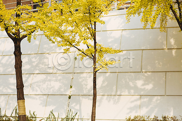 사람없음 JPG 포토 가을(계절) 거리 나무 단풍 담장 서울 야외 은행나무 주간 풍경(경치)