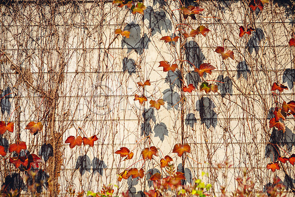 사람없음 JPG 포토 가을(계절) 거리 그림자 나무 단풍 담장 덩굴 서울 야외 주간 풍경(경치)